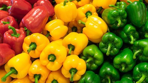 Capsicum