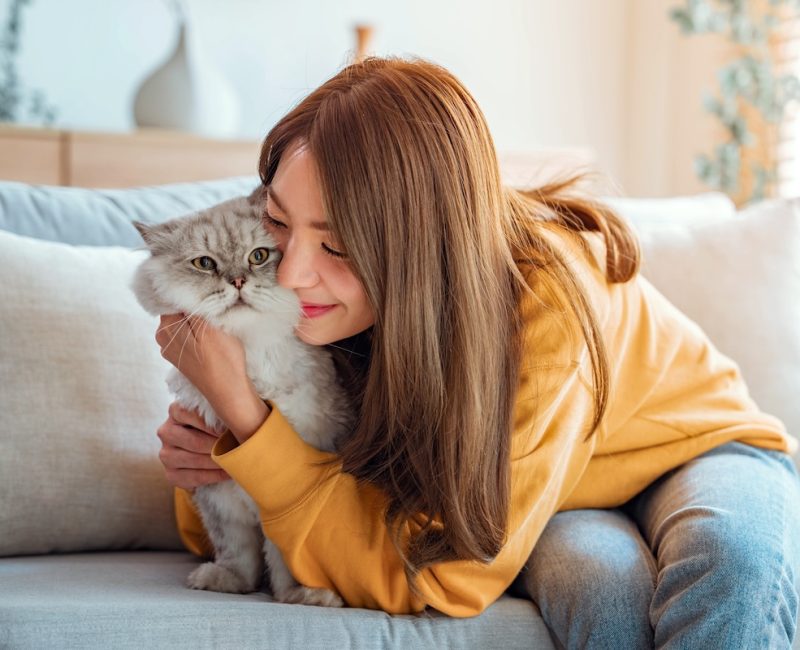 Happy young asian woman hugging cute grey persian cat on couch in living room at home, Adorable domestic pet concept.; Shutterstock ID 2336962669; other: -; purchase_order: -; client: -; job: -