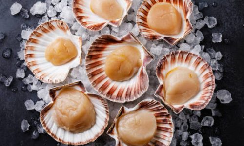 Scallop (Fresh)