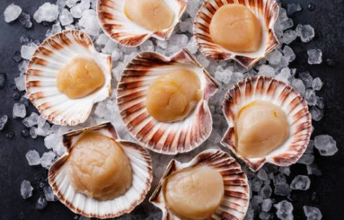 Scallop (Fresh)